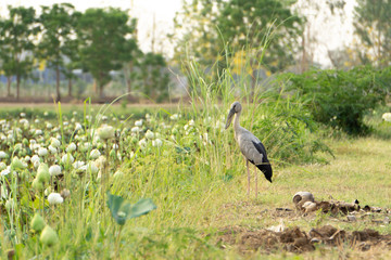 Obraz na płótnie Canvas The black gray bird stands by the lotus pond.