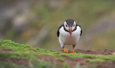 Puffin, Fratercula arctica, on clifftop trudging back on its own after an unsuccessful fishing trip. Taken at Skomer Island UK