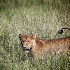 African Lion