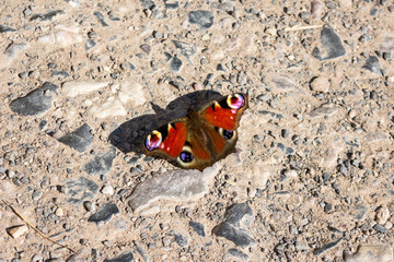 Fototapeta na wymiar A peacock butterfly Aglais io rests on a rough stone path with its wings open in the sun