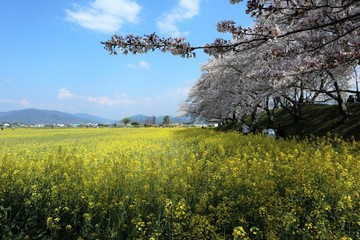 藤原京　菜の花畑と桜並木