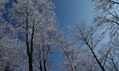 frosted, frozen tree crowns on a blue background