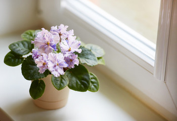 White motley flowers of Saintpaulia, commonly known as African violets. Parma violets. Flower pot on the window