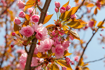 Japanese Cherry in Spring Blossom Close Up