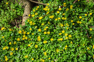 A carpet of lesser celandine Ficaria verna plants with bright yellow flowers around the bottom of a tree in April