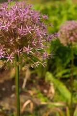 purple allium, allium flower purple, alliums, onion flowers, purple allium flower closeup, vertical photo
