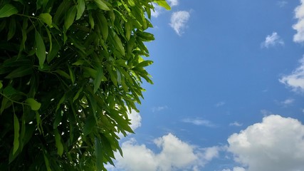 folhas verdes, céu azul