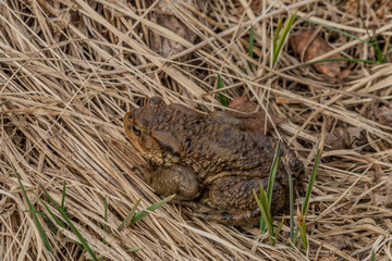 Toad frog in very dry grass in spring sunny day