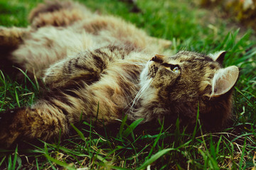 Cat in a spring green grass. 