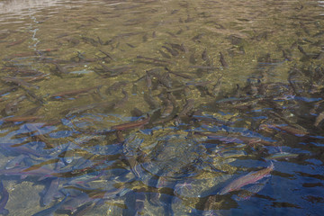 Tub full of large trout. Concept: industrial fish farming