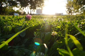 clover on sunset background