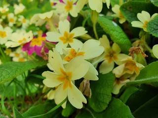 white flowers in the park