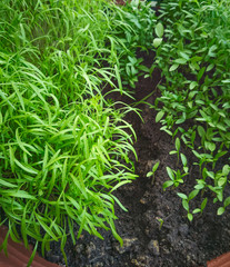 kräuter home gardening