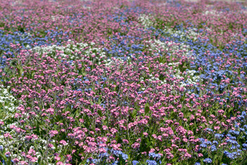 Beautiful Wild Flowers in Spring Blossom