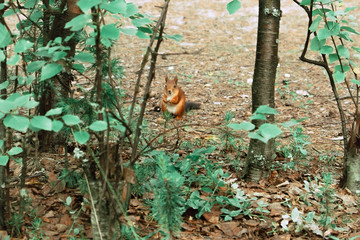 squirrel in the forest on a birch