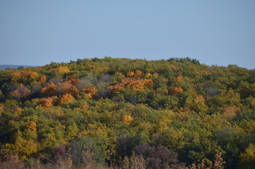 autumn in the forest