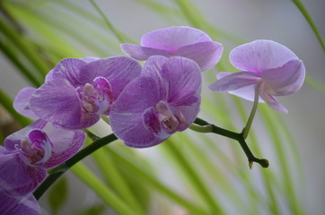 purple orchid on green