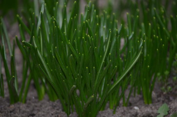 Fototapeta premium dew on grass