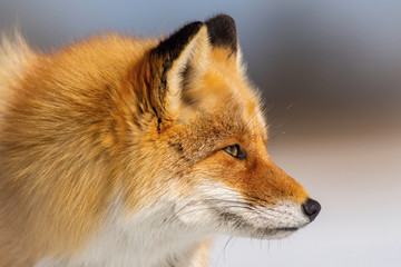 The Red fox, Vulpes vulpes The mammal is standing on the frozen lake Japan Hokkaido Wildlife scene from Asia nature. walking close to eagles and trying to capture the fish. Winter scene with snow...