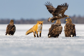 The Red fox, Vulpes vulpes The mammal is standing on the frozen lake Japan Hokkaido Wildlife scene from Asia nature. walking close to eagles and trying to capture the fish. Winter scene with snow...