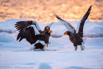 The Steller's sea eagle, Haliaeetus pelagicus  The birds are fighting in the sea during winter Japan Hokkaido Wildlife scene from Asia nature. came from Kamtchatka..