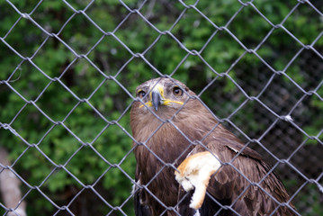Hawk (eagle) in the zoo, a large bird of prey.