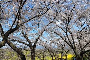 藤原京　菜の花畑と桜並木