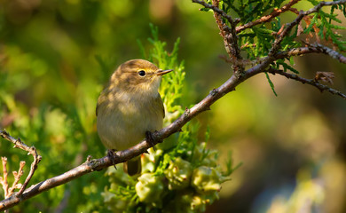 Chiffchaff, phylloscopus collybitus. A bird sits on a branch