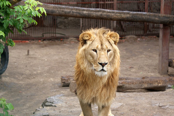 Lion is the king of animals in the zoo, a predatory animal.