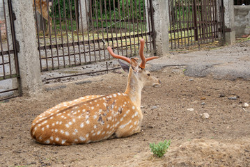 Deer in the zoo, wild animal.