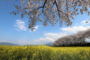 藤原京　菜の花畑と桜並木