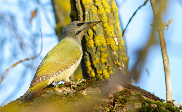 Gray-headed woodpecker, picus canus. A bird in the forest sits on a beautiful branch of an old tree