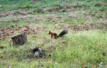 Red squirrel walks in the forest.