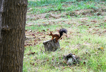 Red squirrel walks in the forest.