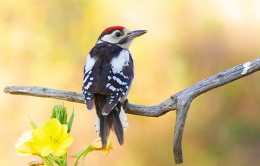 Greater spotted woodpecker, dendrocopos major. In the early morning, a young bird sat on a branch