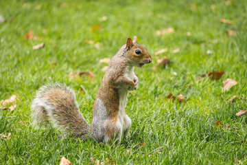 Obraz premium Grey Squirrel in London