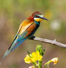 European bee-eater, merops apiaster. Bird sits on a dry branch near a beautiful flower