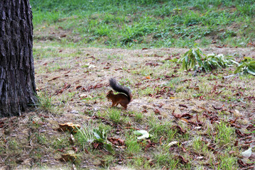 Red squirrel walks in the forest.