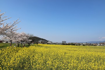藤原京　菜の花畑と桜並木