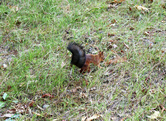 Red squirrel walks in the forest.