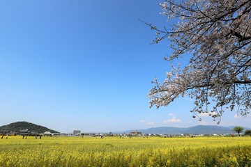 藤原京　菜の花畑と桜並木
