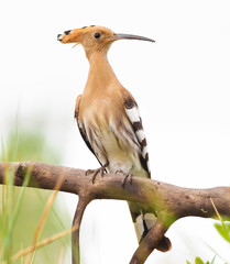 Hoopoe, Upupa. Beautiful bird, brown, with a long curved beak. Isolated