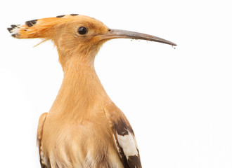 Hoopoe, Upupa. Beautiful bird, brown, with a long curved beak. Isolated