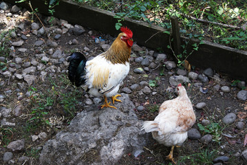 Rooster and chicken walk, poultry.
