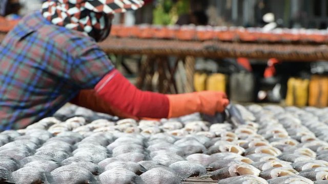 Fisherman Preparation for gourami Fish that are dried in solar fish drying plant with sun light.Salted preservation seafood raw fish fillets drying on wicker table in local market.