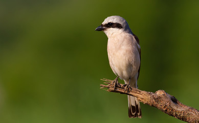 Obraz premium Red-backed shrike, Lanius collurio. A bird sits on an old broken branch. Beautiful green background, pleasant bokeh.