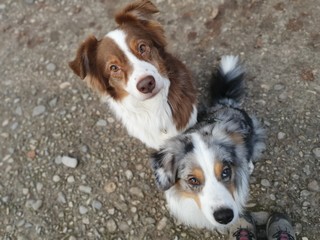 Australian Shepherd friends