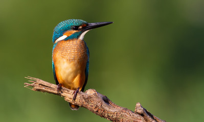 Kingfisher, Alcedo atthis. Dawn. The bird sits on a broken branch and carefully look at the river, waiting for the fish to appear