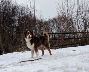 Redtri Australian Shepherd im Schnee