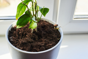 green houseplant in a gray pot on a windowsill in the afternoon
